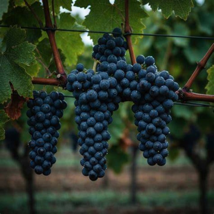 What does traminer mean?