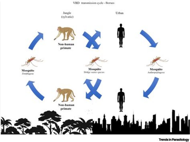 What is entomological surveillance?