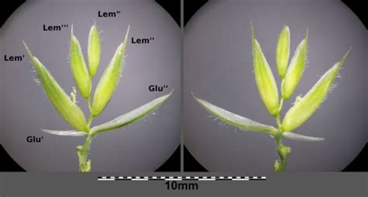 What is gluma made of?
