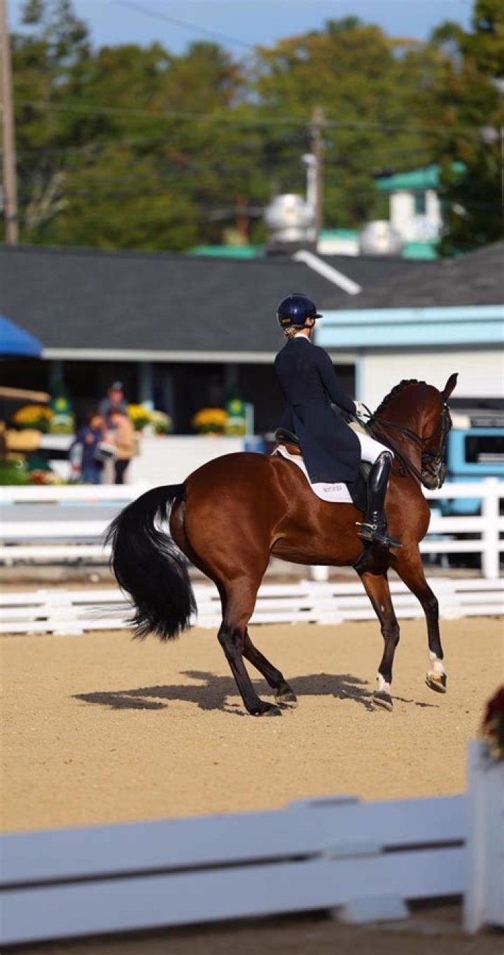 What is schoolmaster in horse?