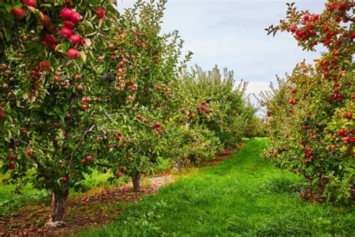 What orchards are in utah?