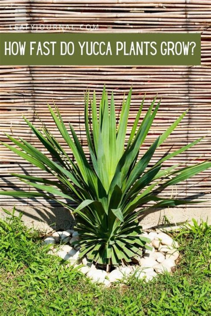 What yucca is good for?