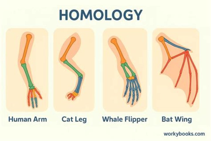 Whats a homology class?