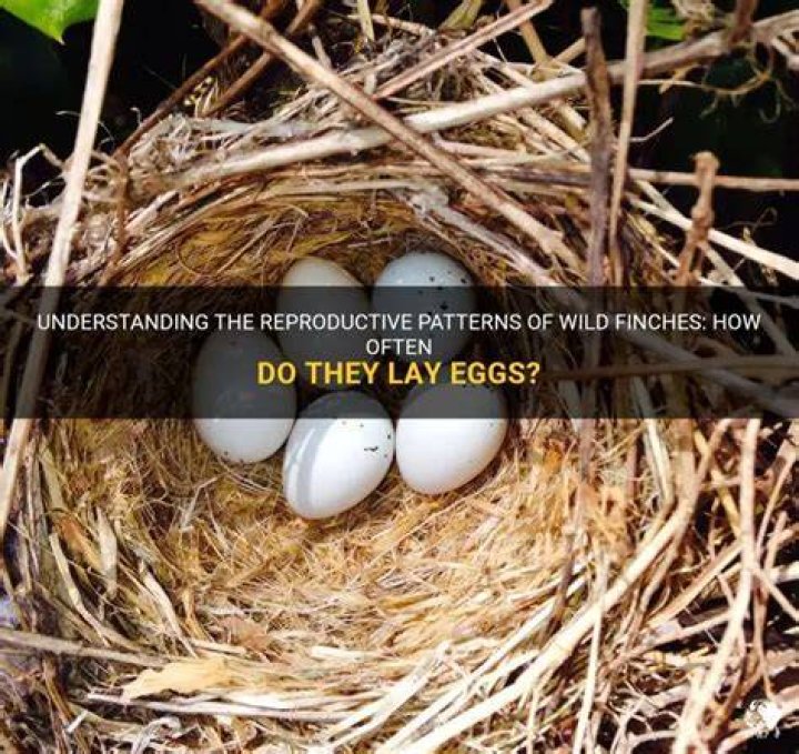 When do green finches lay eggs?