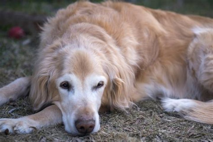 When is a golden retriever old?