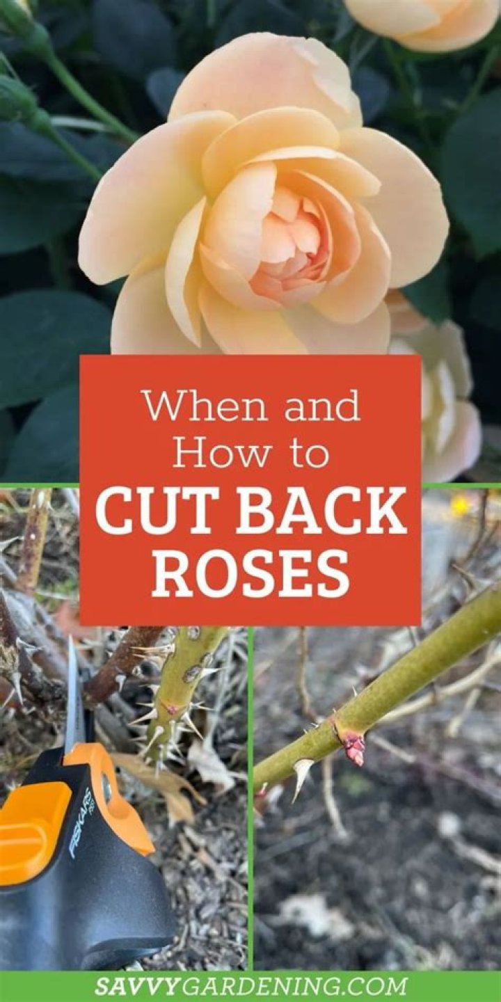 When to cut back dog roses?