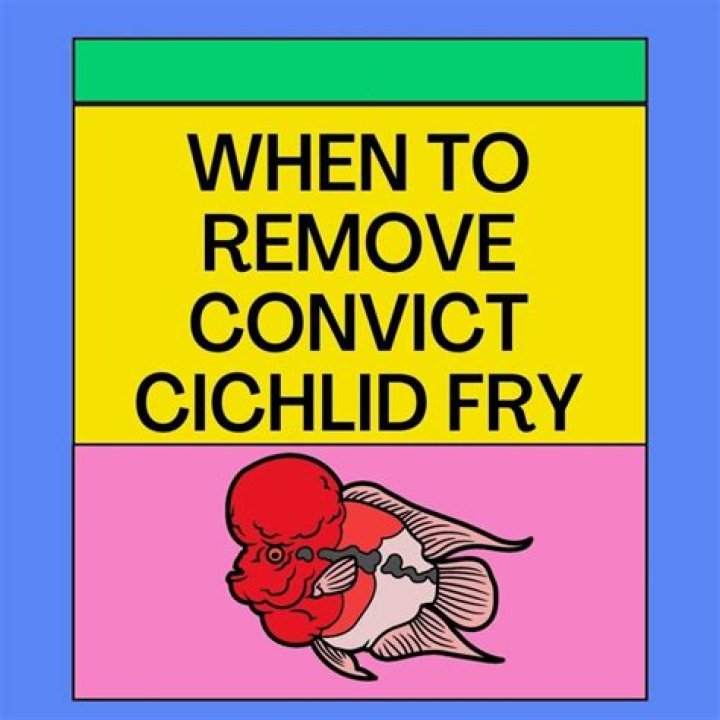 When to remove convict cichlid fry?