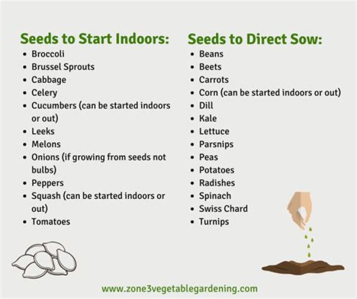 When to sow thistle seeds?
