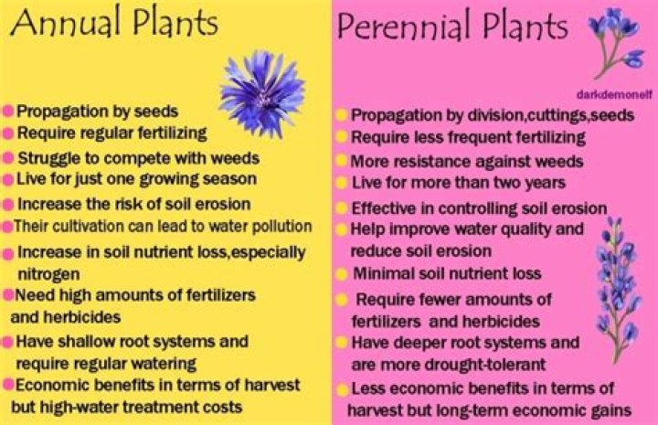 When to use biennial vs biennium?