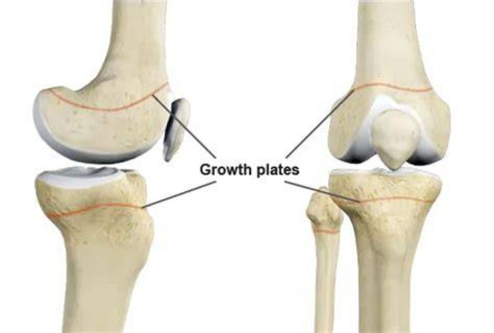 Where growth plates are located?