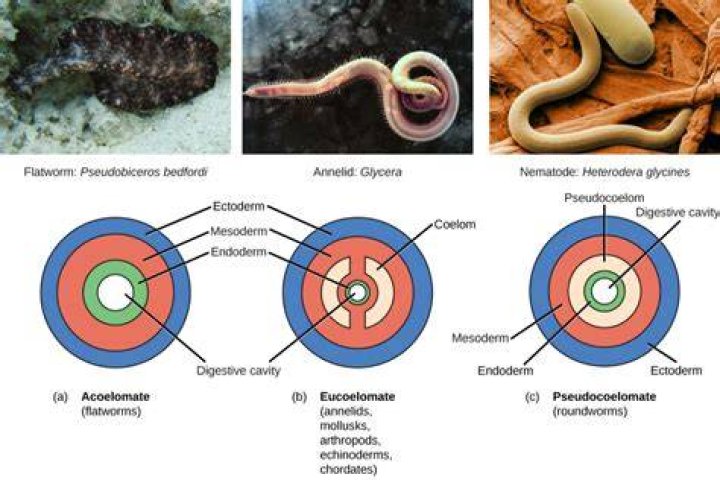 Where is acoelomate found?