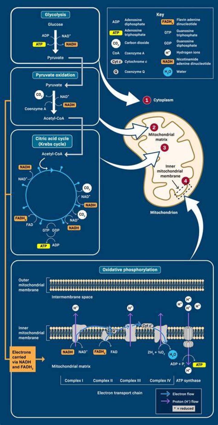 Where is branchial respiration?