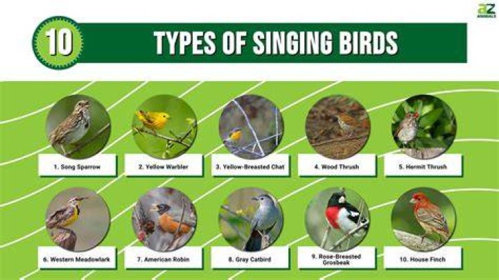 Which bird is a songbird?