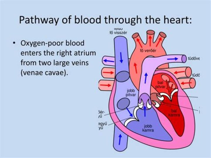 Which receives oxygen poor blood?