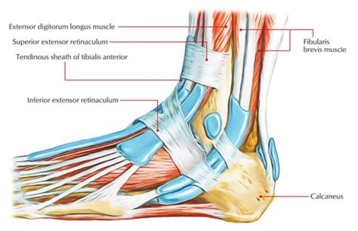 Which tendons pass deep to the flexor retinaculum?