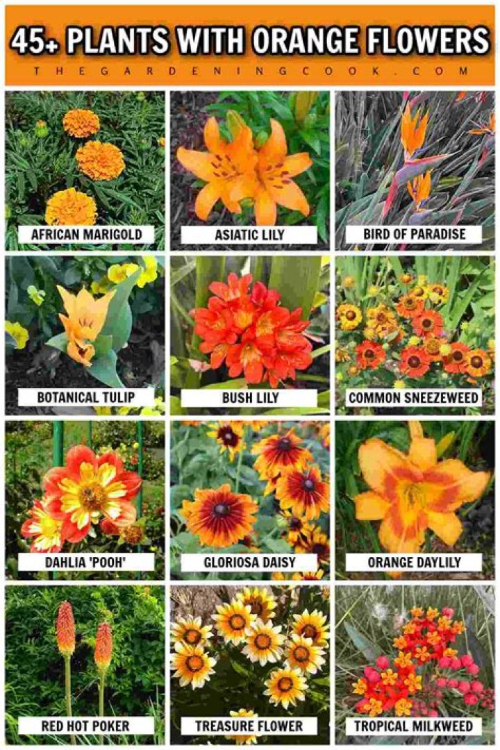 Which tree has orange flowers?
