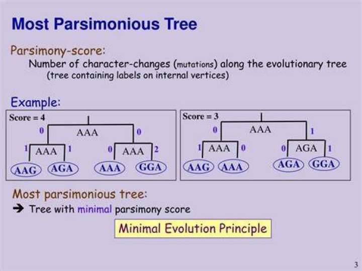 Which tree is most parsimonious?