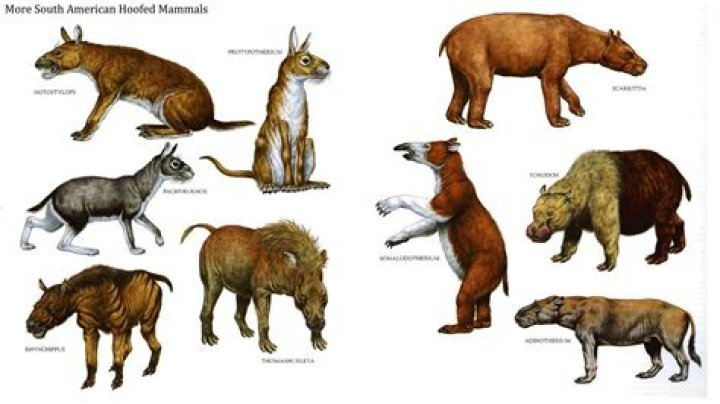 Who is hoofed mammals?