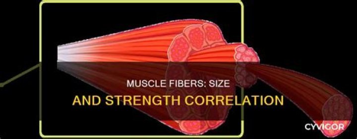 Why are bigger muscles stronger?