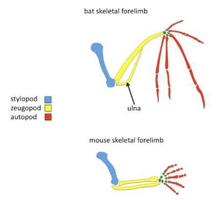 Why are forelimbs similar?