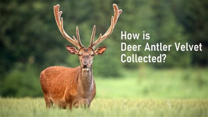 Why do deer lose hair?