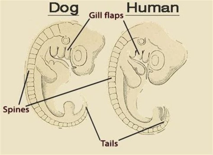Why do humans have pharyngeal slits?