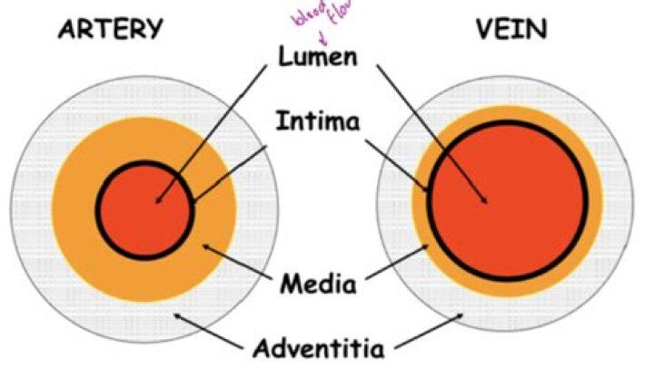Why do veins have a larger lumen?