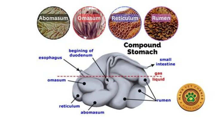 Why is abomasum the true stomach?