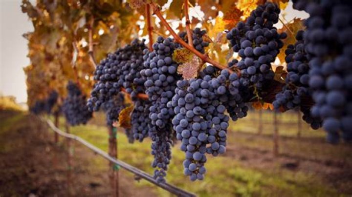 Why is cabernet sauvignon so popular?