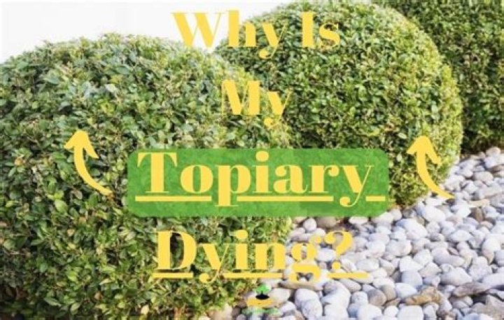 Why is my topiary losing leaves?