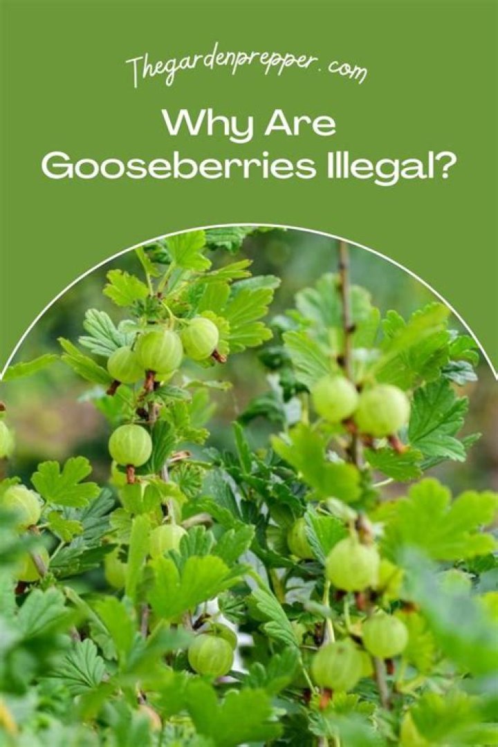 Why lilac and gooseberries?