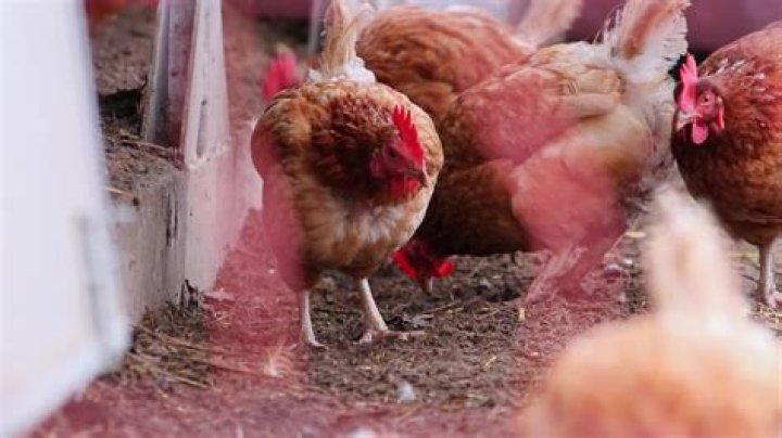 Why poultry is bad for you?