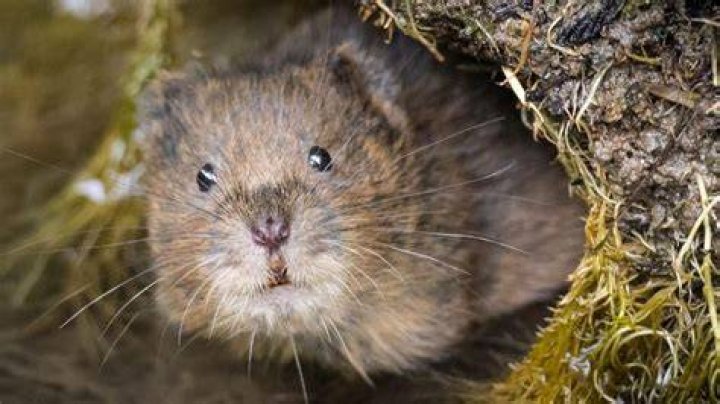 Why voles are endangered?