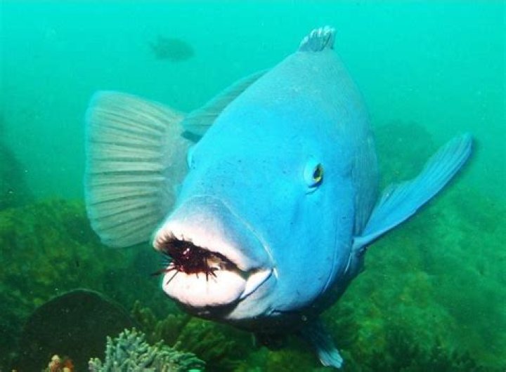 Will fish eat sea urchin?