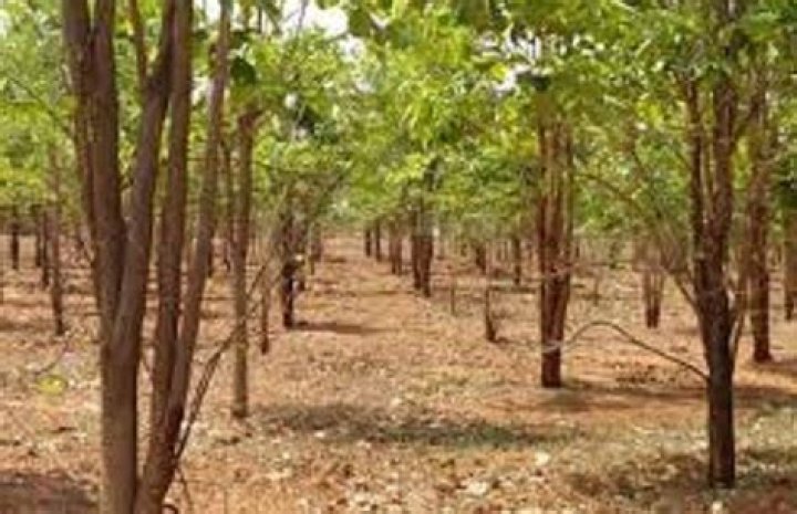 Will sandalwood make u fair?