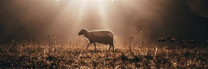 Would shepherds break sheep's leg?